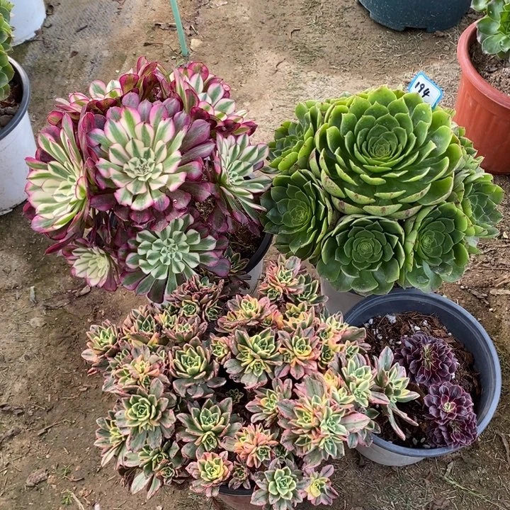 194红铜白，甜茶，万拉丝多肉