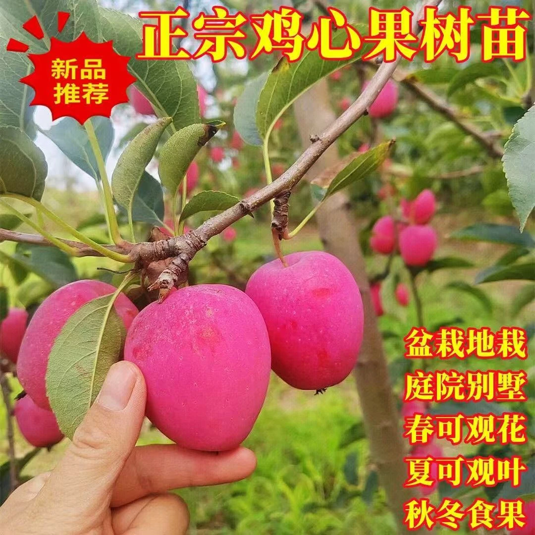 香妃鸡心果树苗【一物一拍】（顺丰发货/土球包邮）