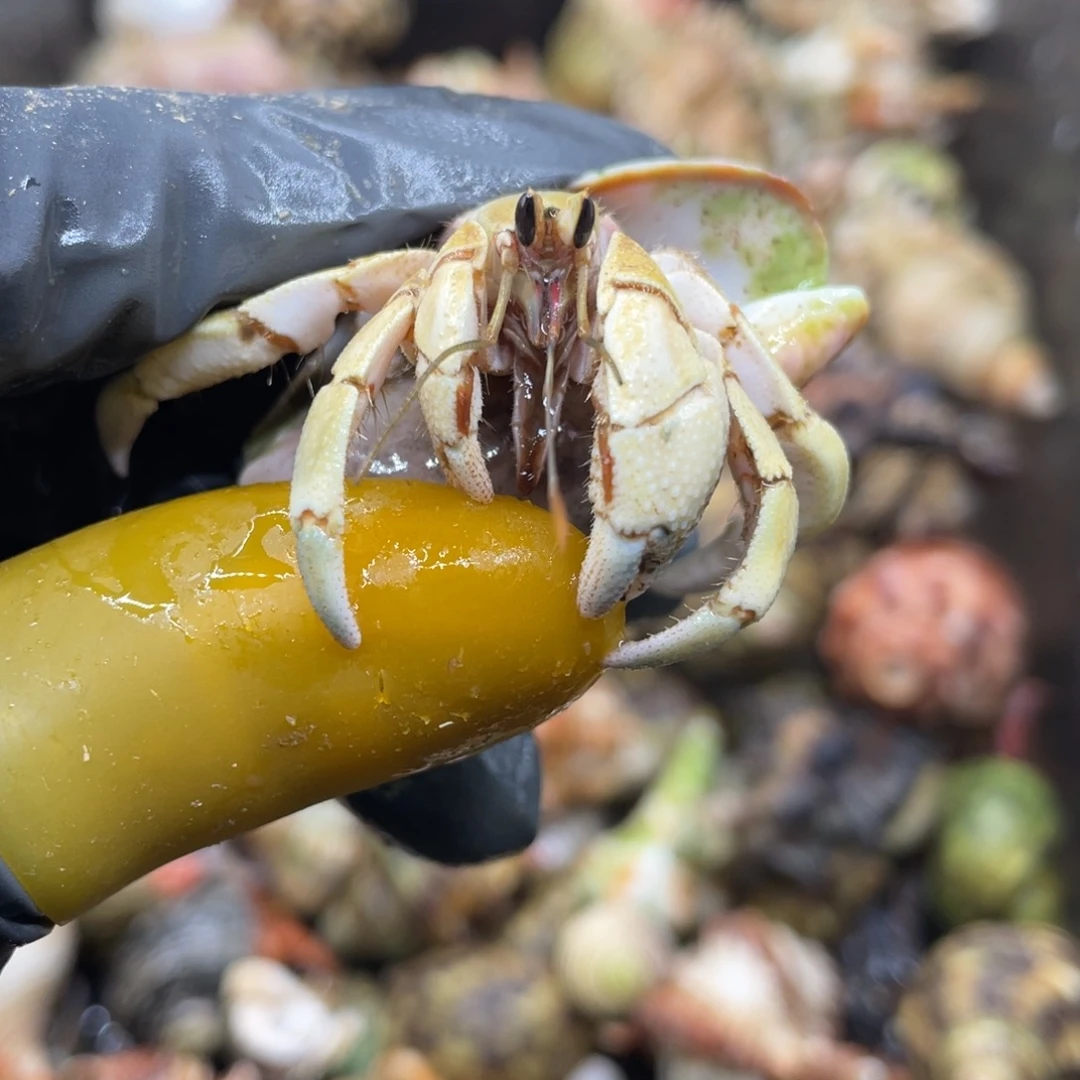 活体宠物不退不换66