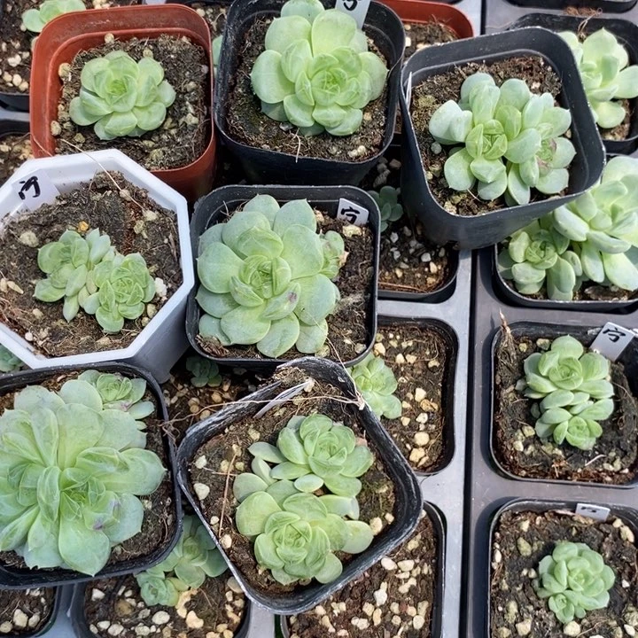 上盆大宁尾货瑕疵一个多肉