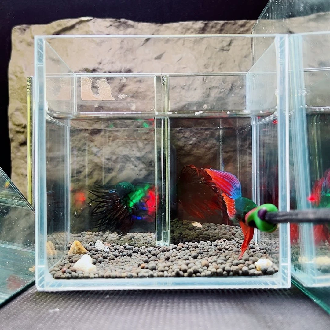 斗鱼精品精品精品精品