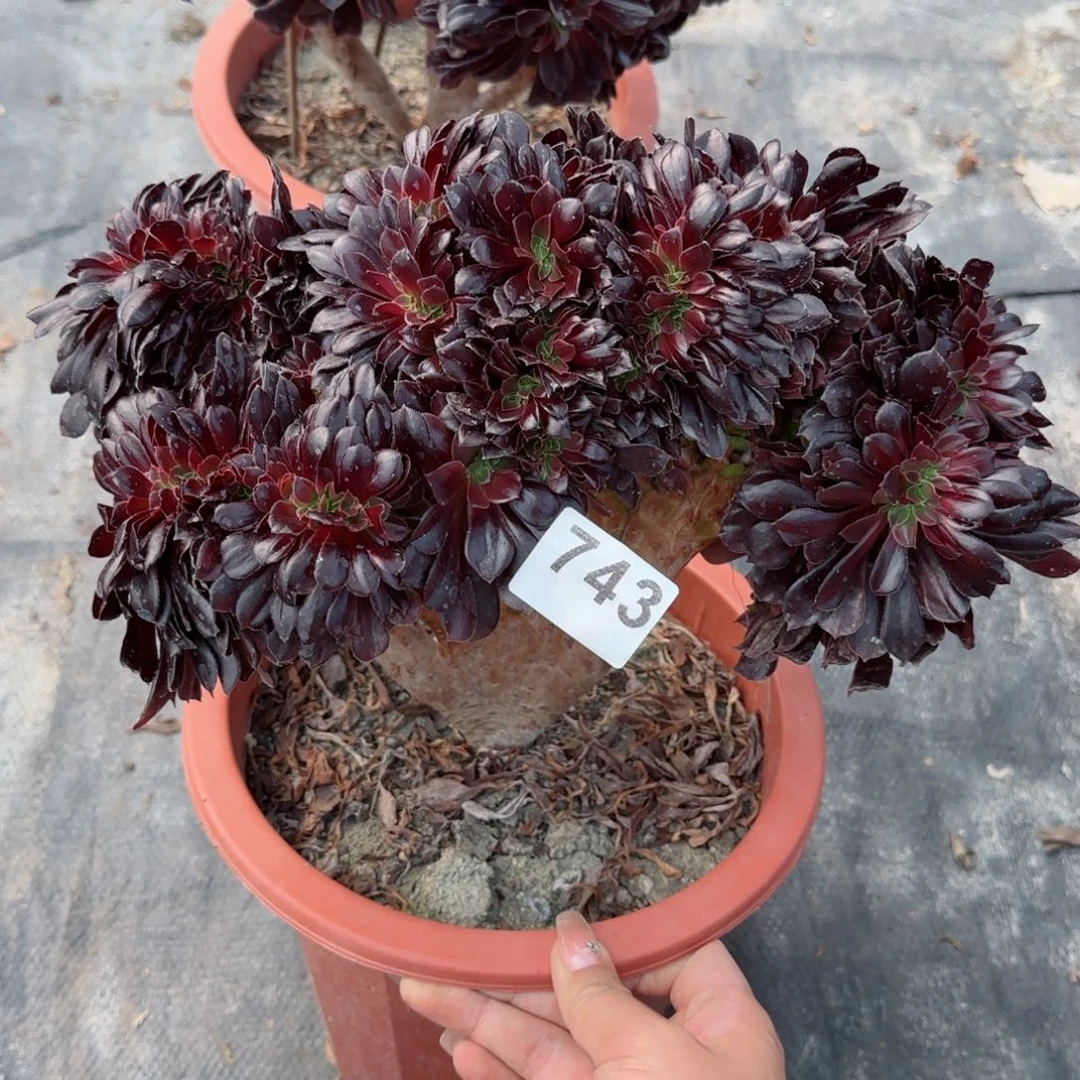 743多肉植物欧紫缀