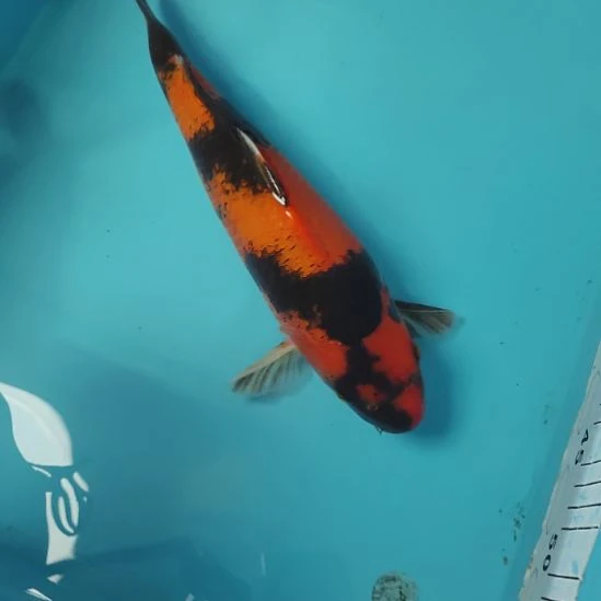 锦鲤绯写35公分不包邮