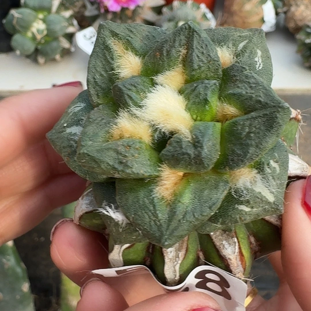 坠***叶无花朵龙角牡丹558