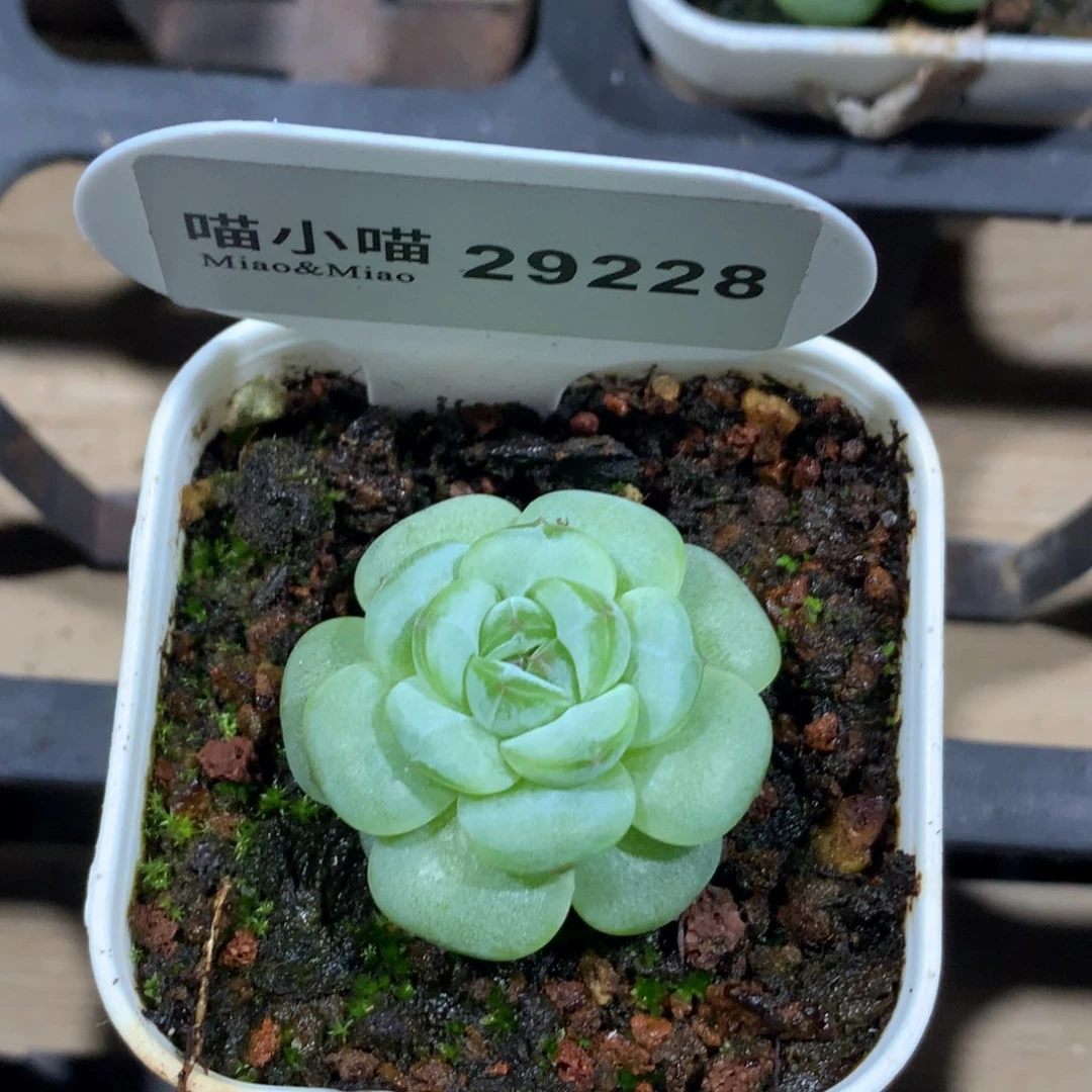 豆***多肉植物杂交珍妮