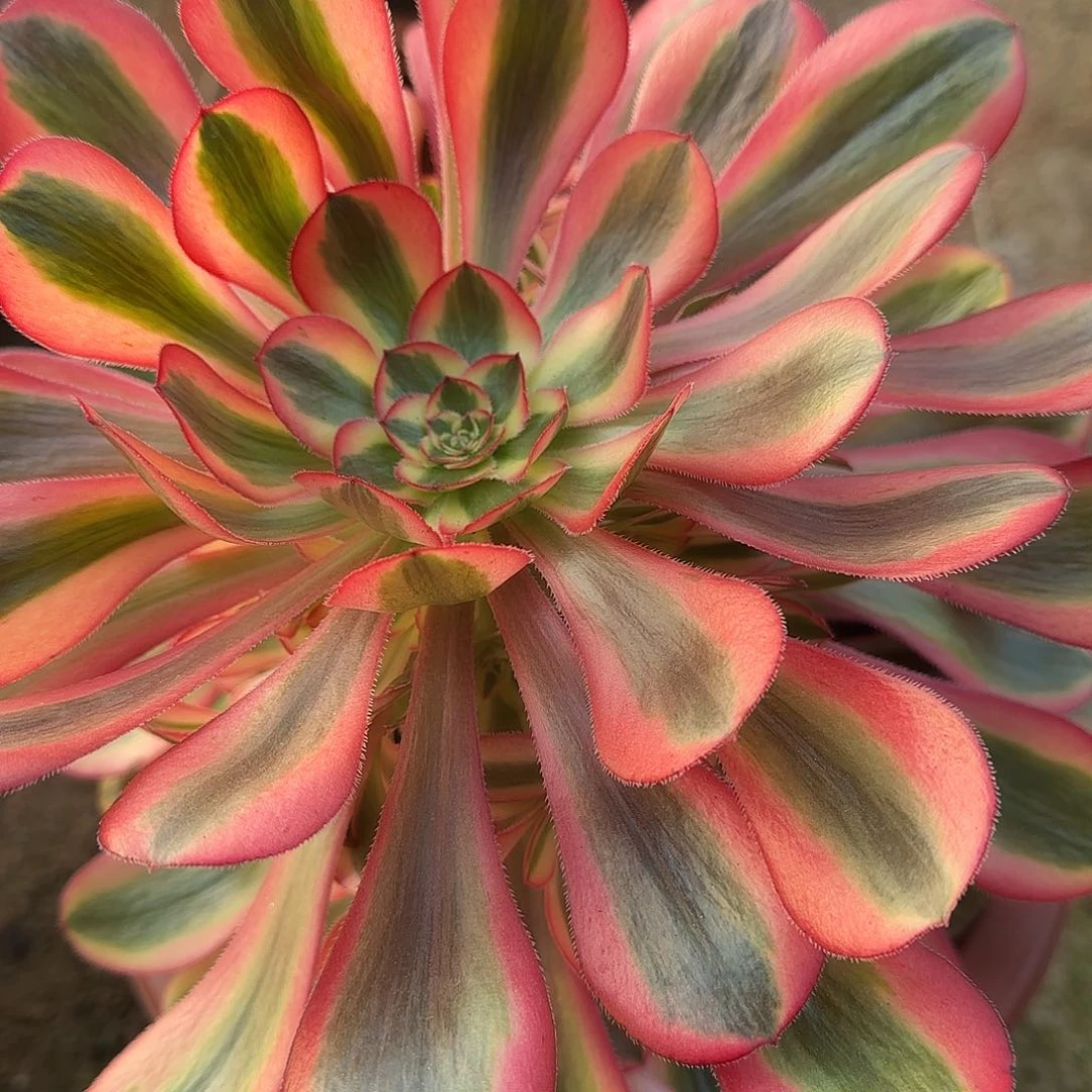 多肉植物初恋1382