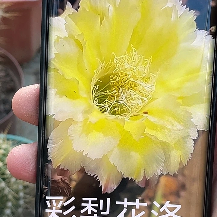 彩 梨花洛侧芽 歪 满20包邮4公分 球有点斑