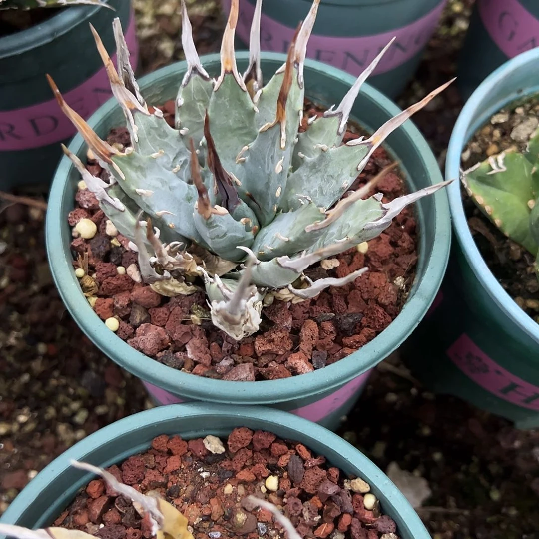 妖艳老家龙舌兰植物