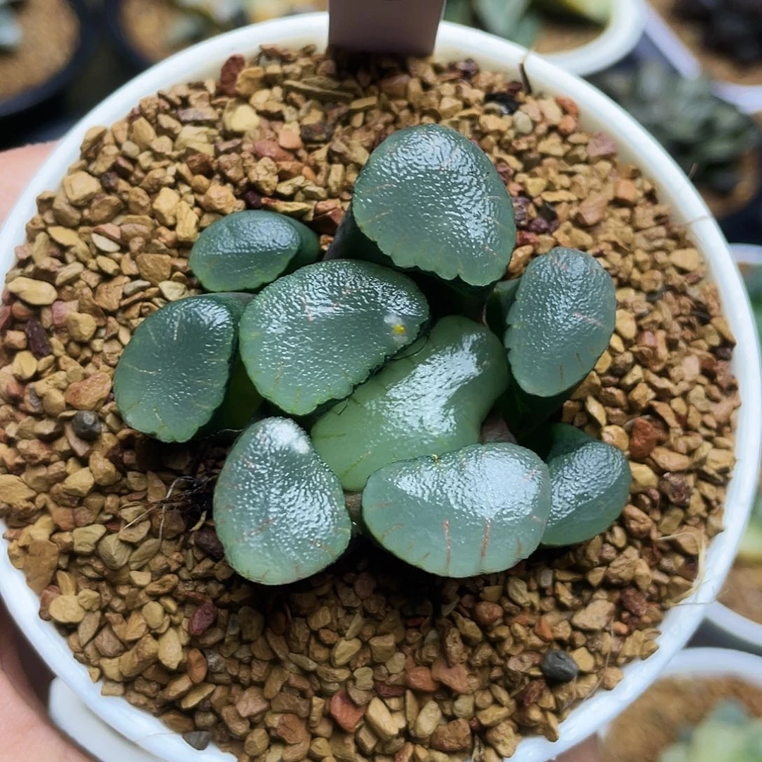 巨大化红月亮万象十二卷