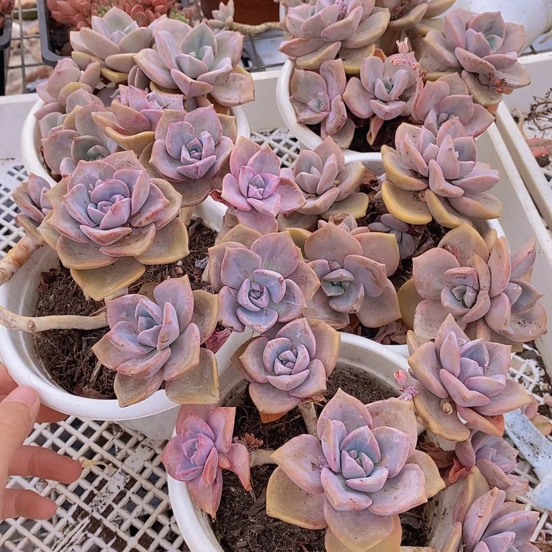 彩虹糖多头群生三盆精控