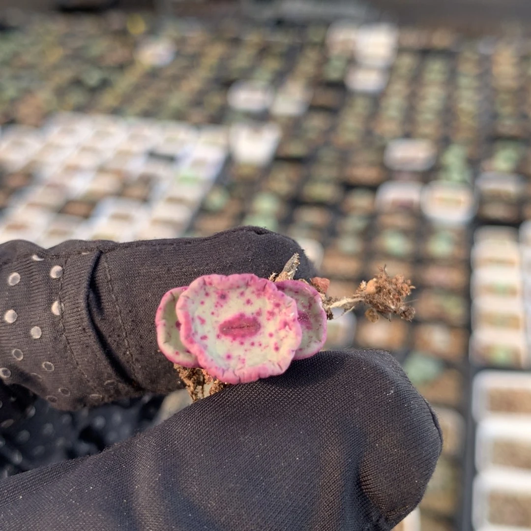 a625大型红嘴1968