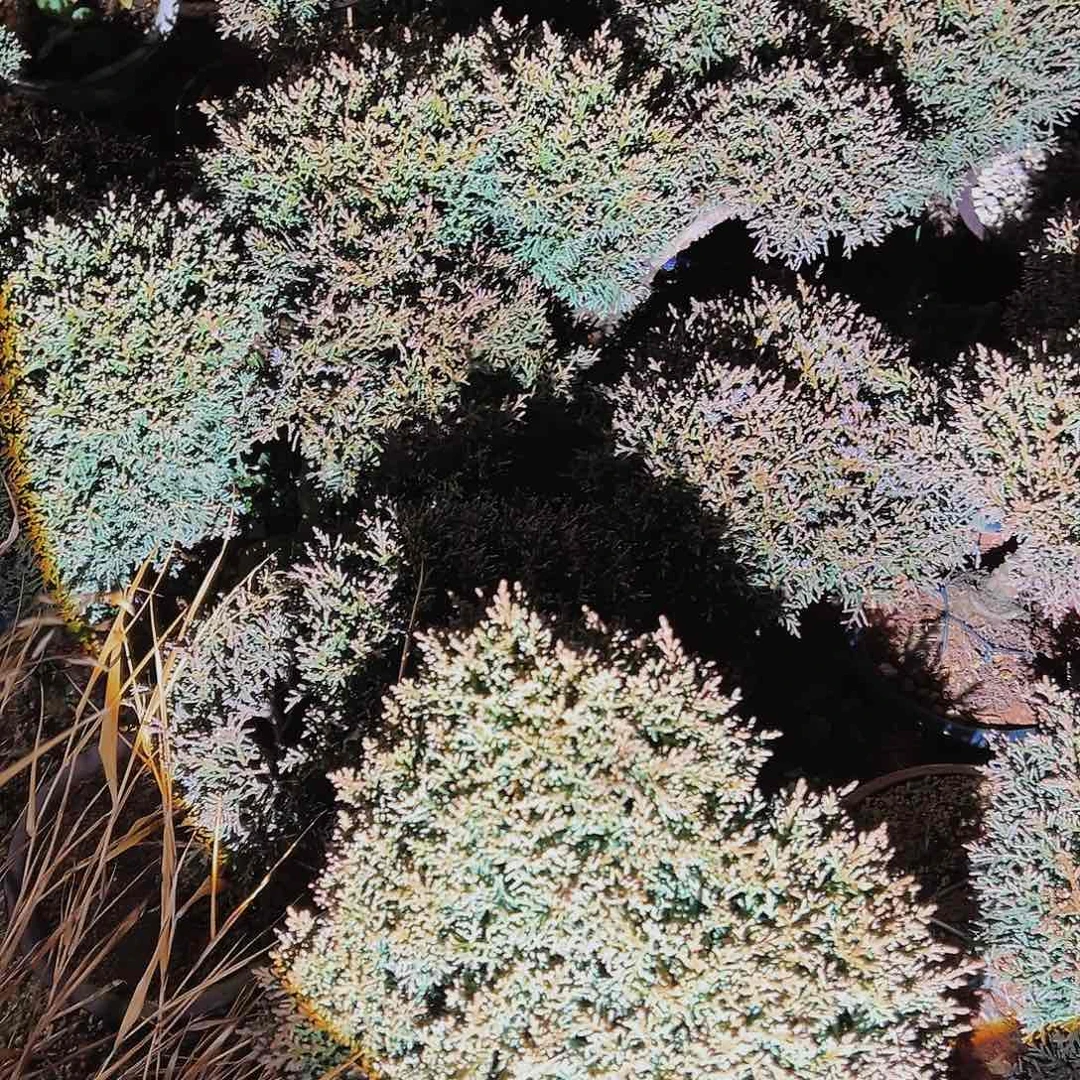 盆景冀州真柏原盆