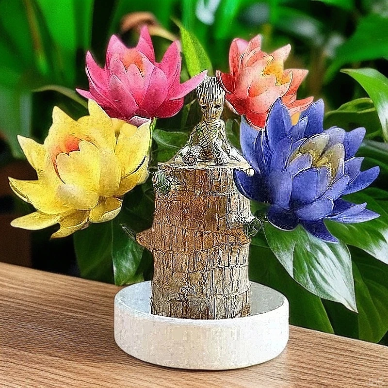 可以开花新款巴西木开花水养上档次室内基地直销幸运木盆栽2025