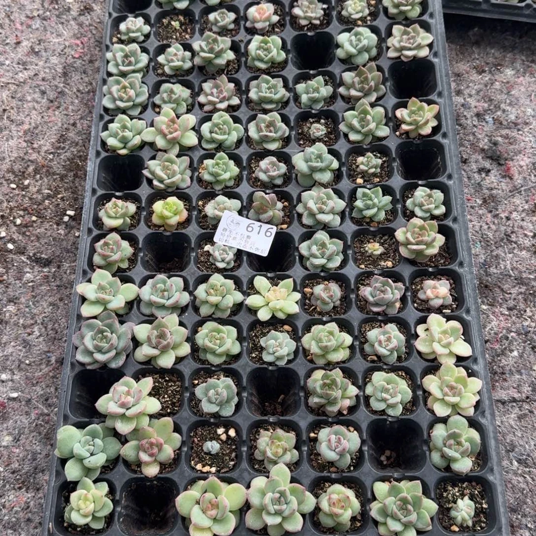 如图616麦芽珍妮混一盘