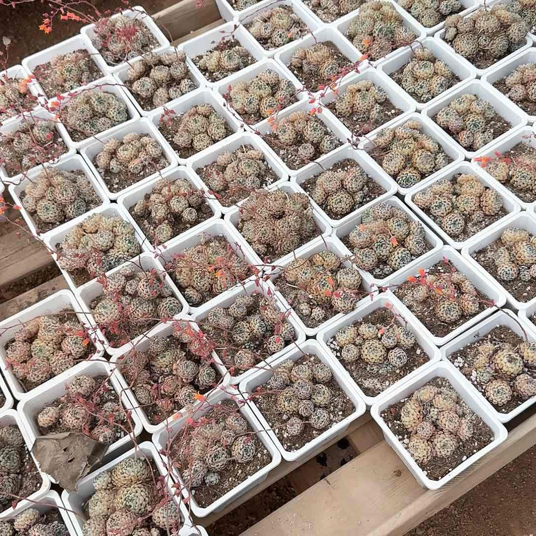 不***肉多肉植物满20包邮