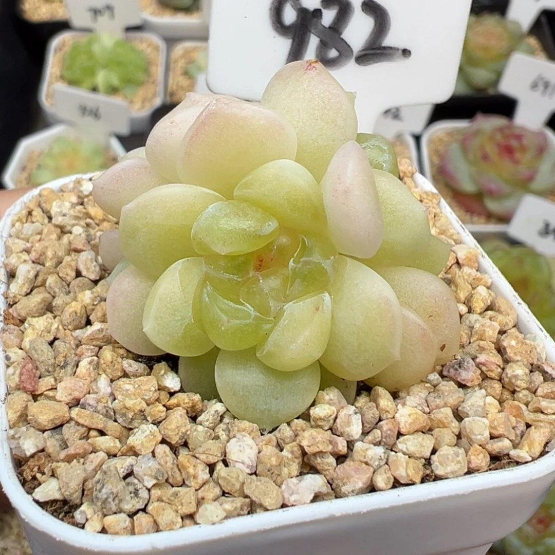 982号财富密码现金3头