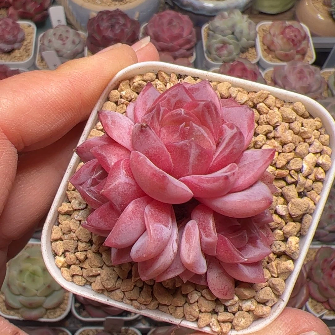 仔*137 多肉植物组合盆栽