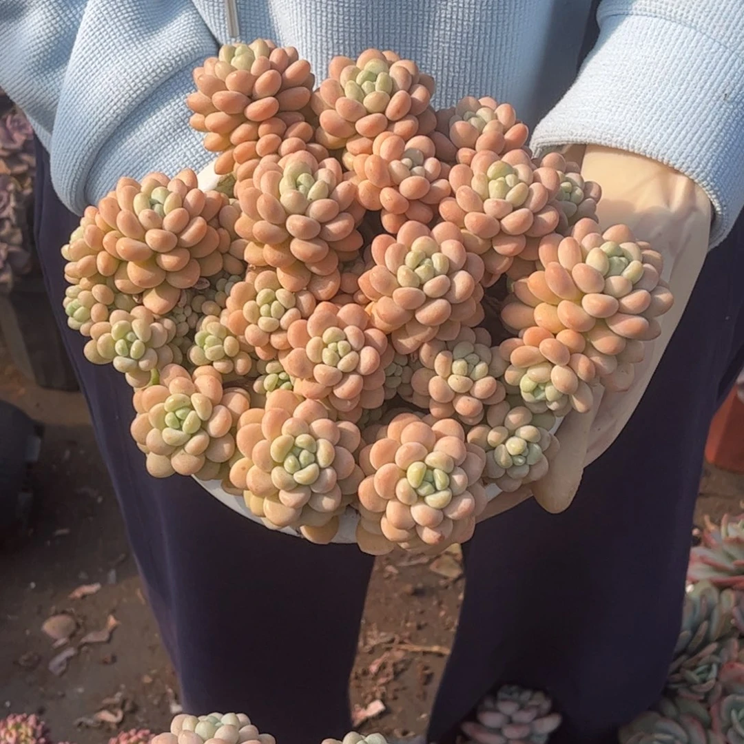 洛可可一颗一单包邮