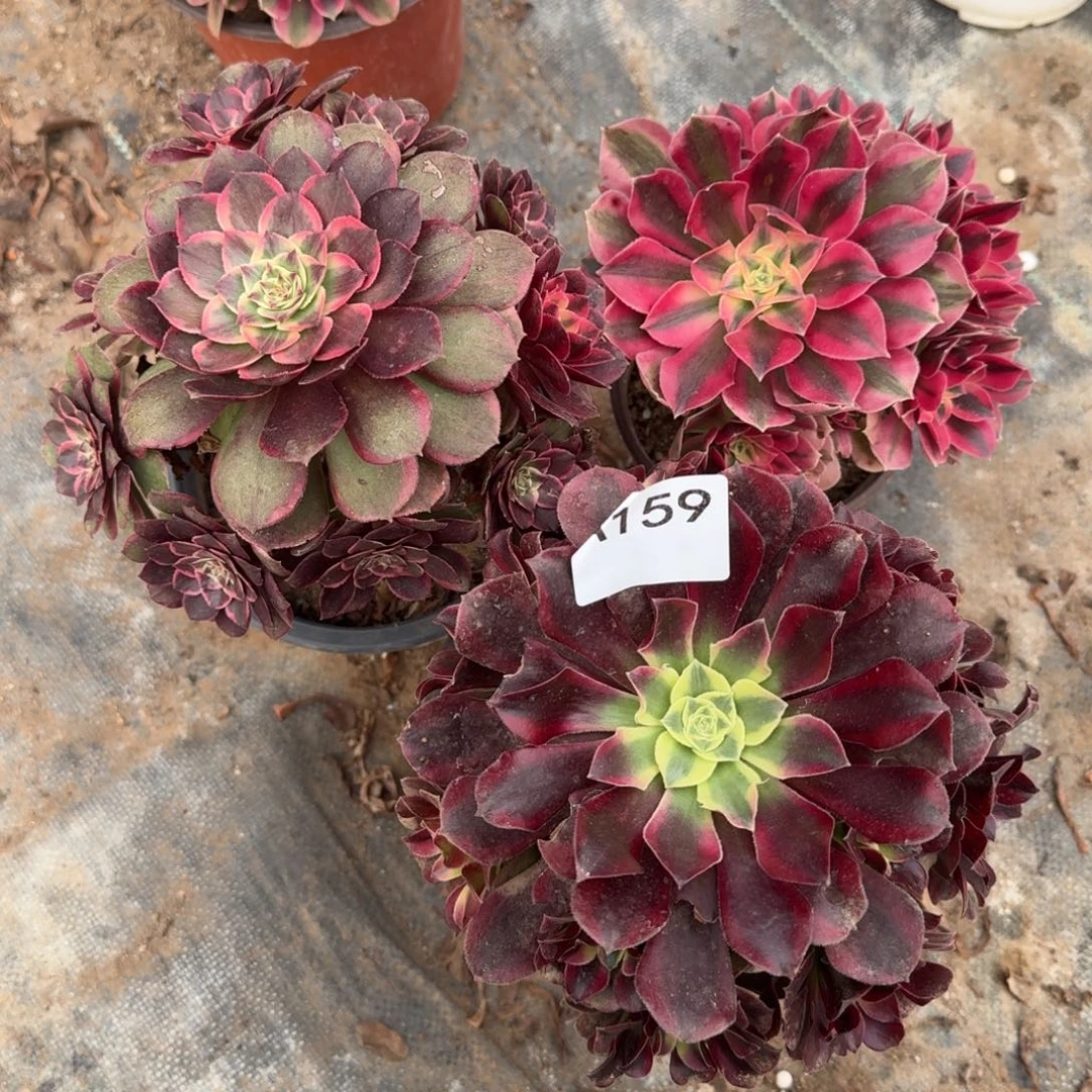 组合法师一物一拍159