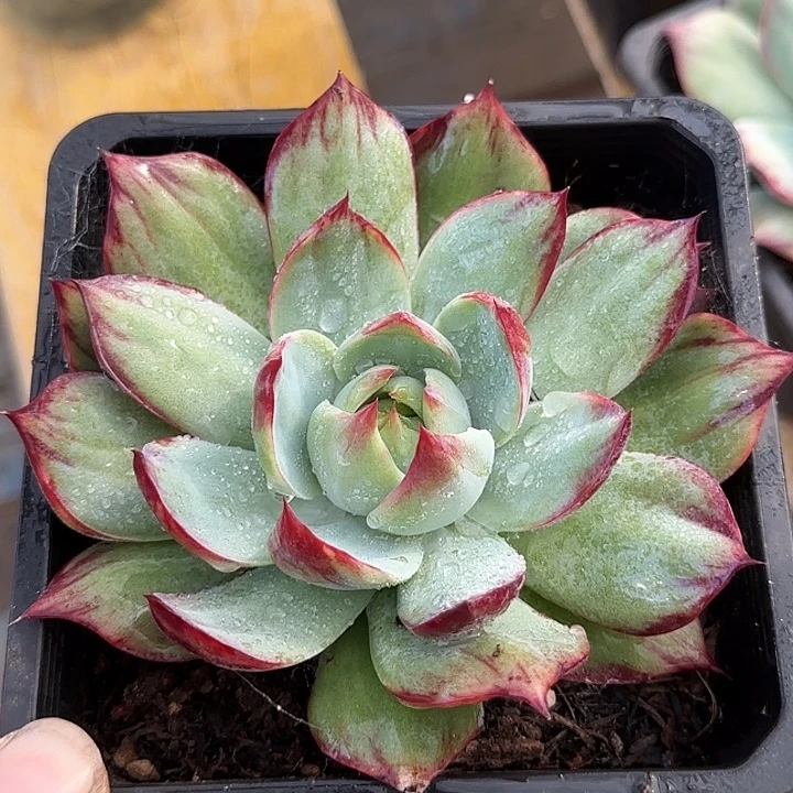 惊鸿一物一拍包装收缩花旱