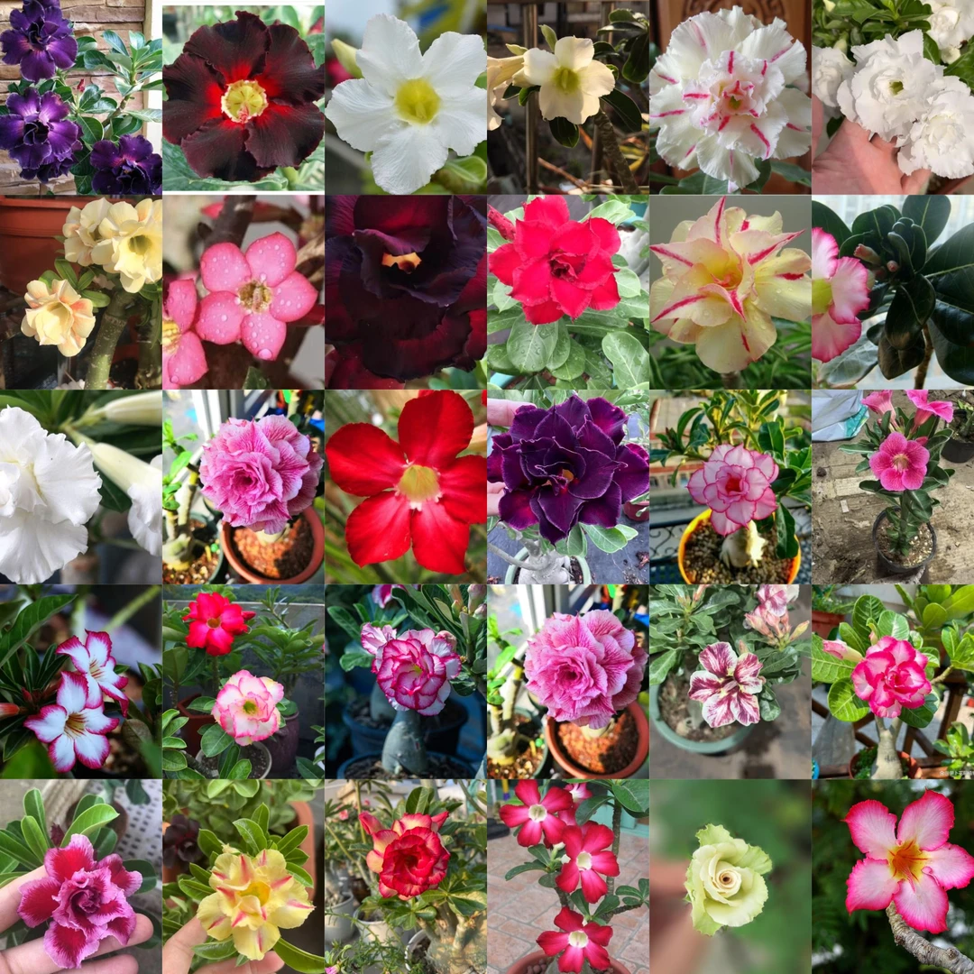 稀有花色沙漠玫瑰一盆三颗三色带盆带土老桩好养易活懒人植物盆景