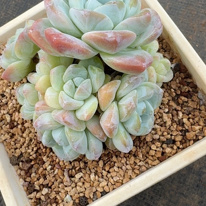 十头老桩冰玉无砍群