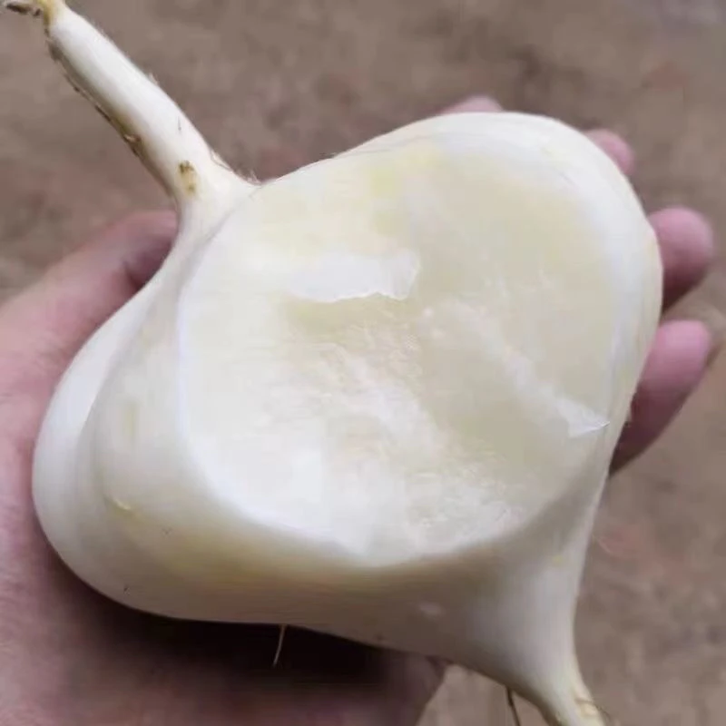 贵州新鲜地萝卜凉薯地瓜白瓜土瓜山地沙葛生态地正宗地瓜凉薯