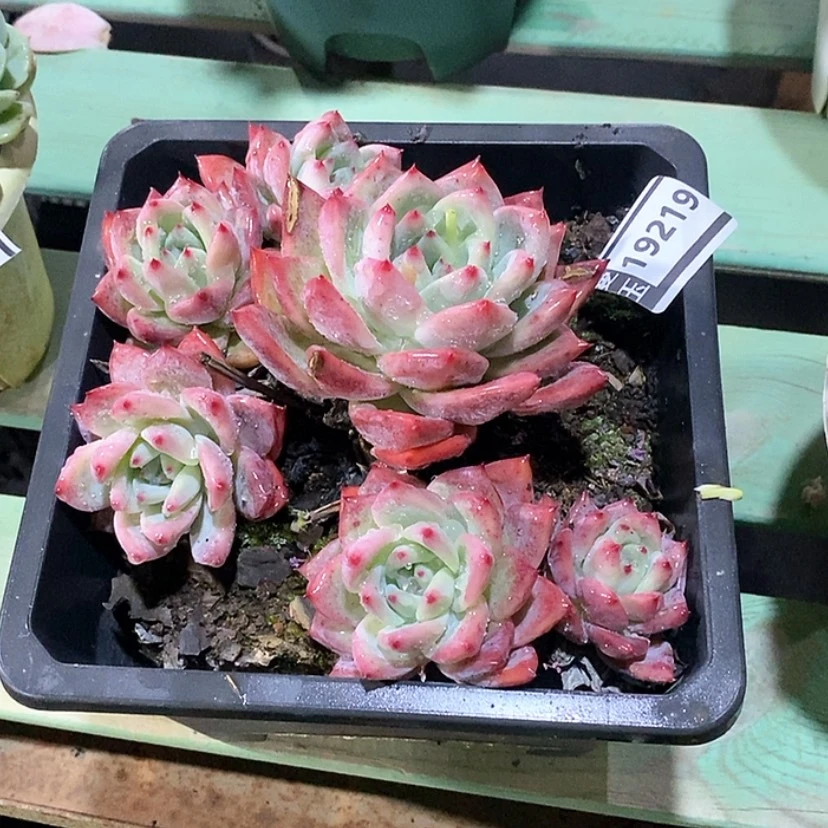 【闪购商品】鱼*萌杂19219