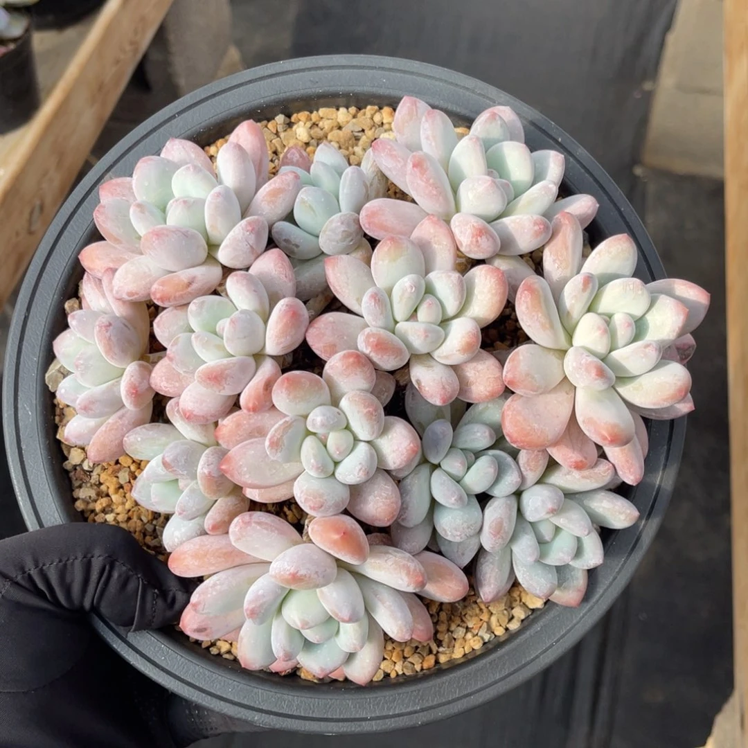 一物一拍不支持退换