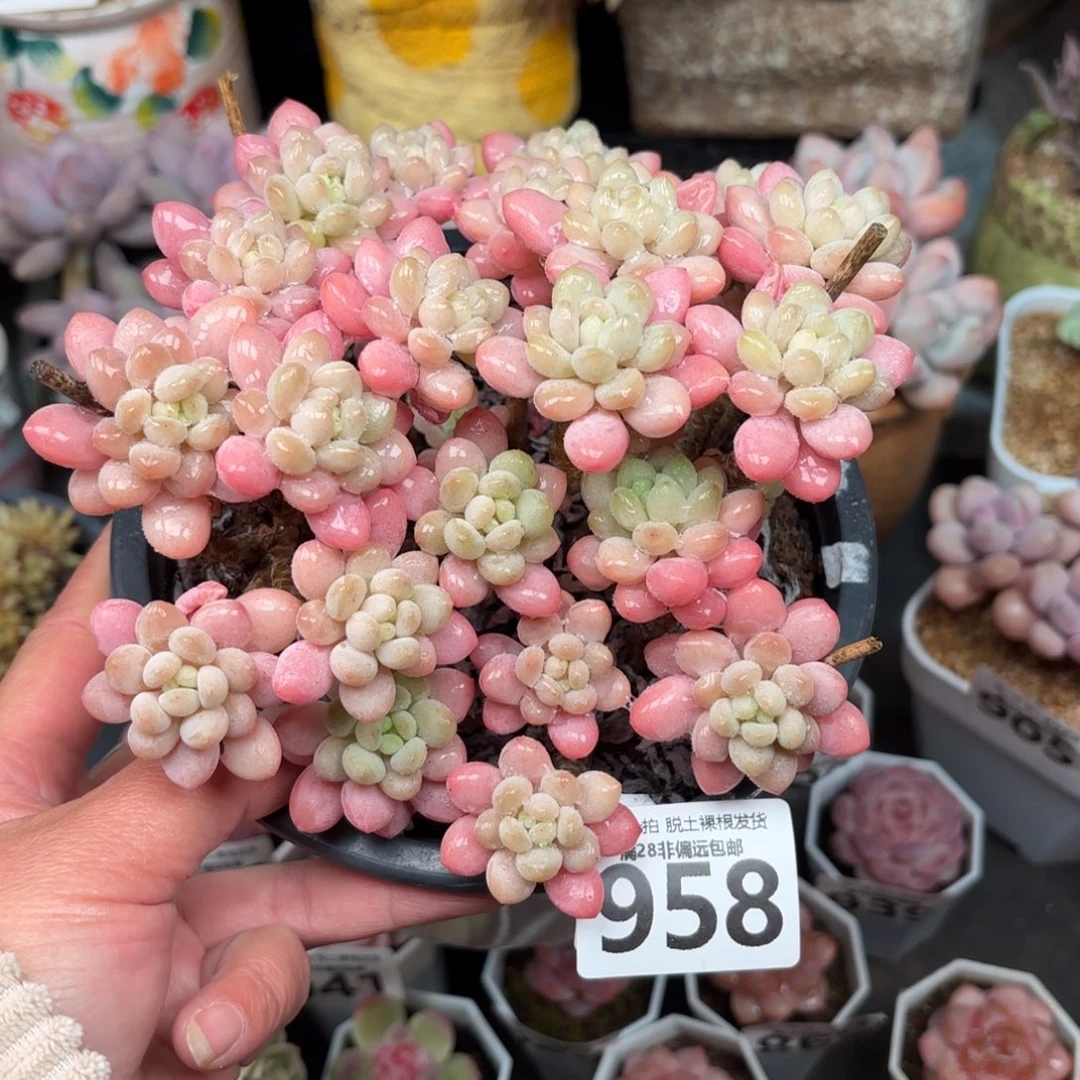 冰淇淋鱼子酱无盆土发货