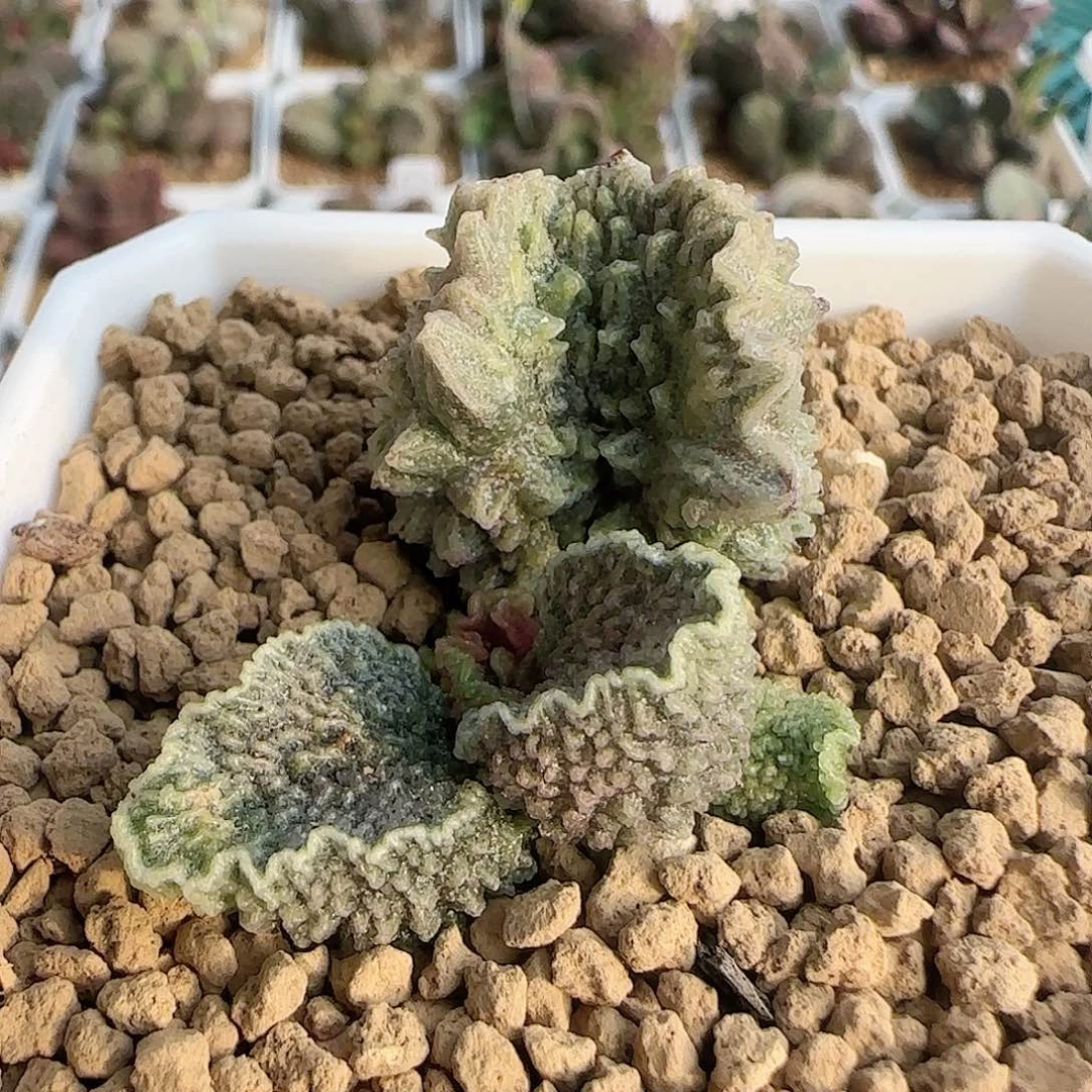 一***3花友专拍 谢谢支持