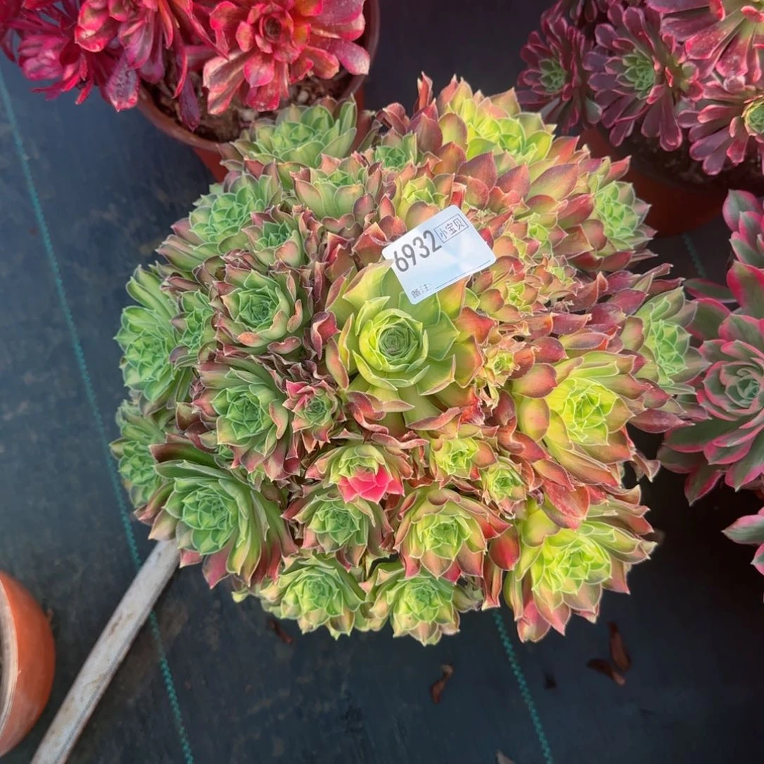 爱*茶6932韶华多肉多肉