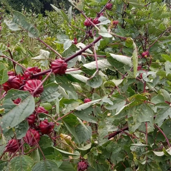 洛神花红桃K玫瑰茄自家种植广西桂平新鲜现摘泡茶泡酒煮水材料