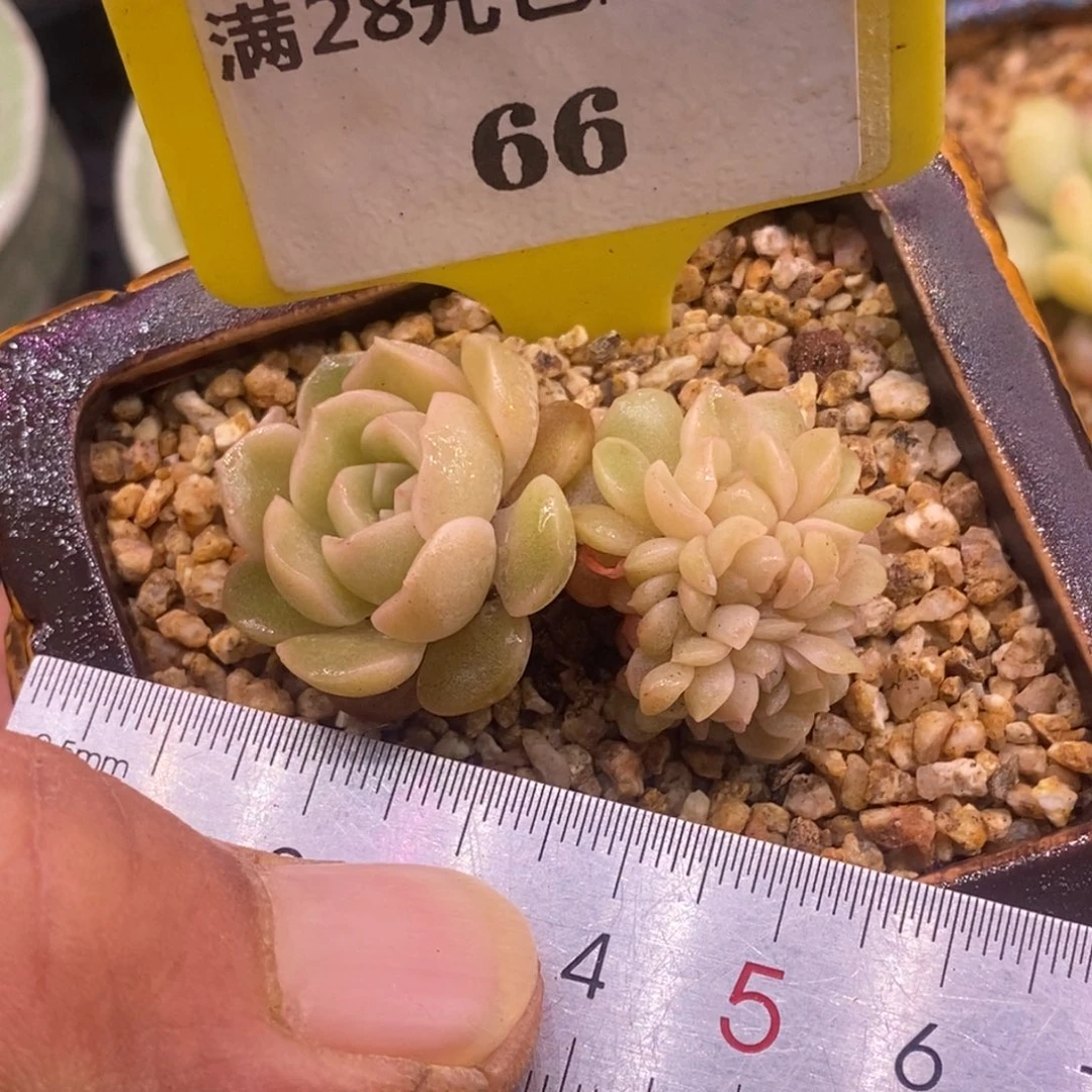 566熔晶缀化多肉……
