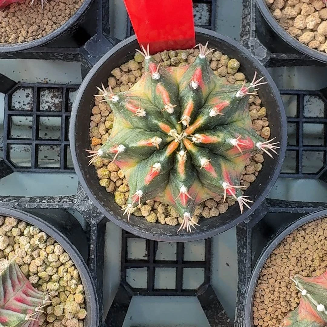 L530-1114广东发货 敦煌