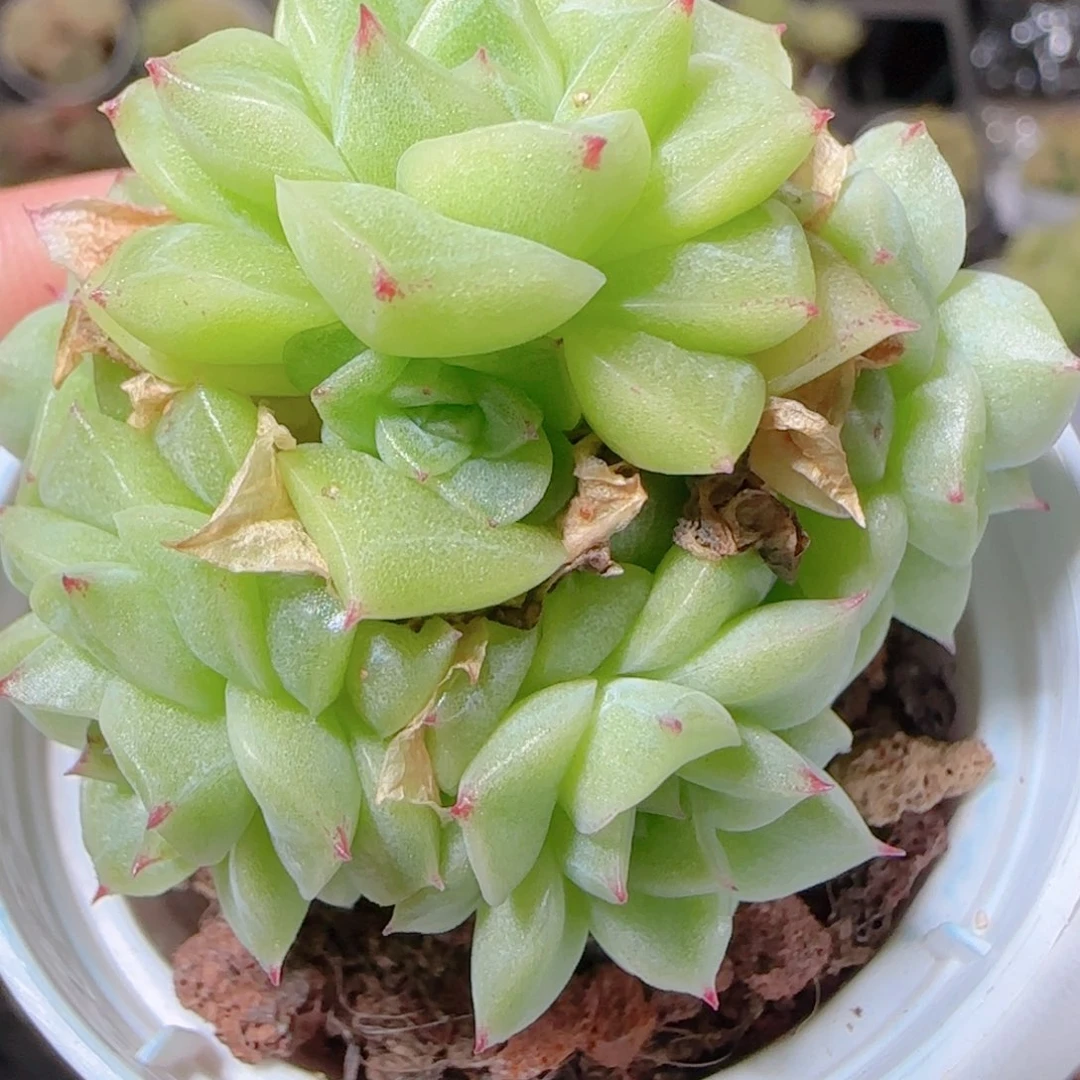 ****空花语逸镜1101-32散