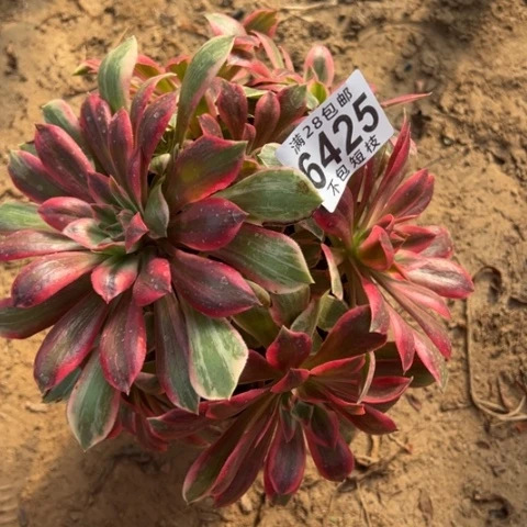 浣纱多肉植物法师6425