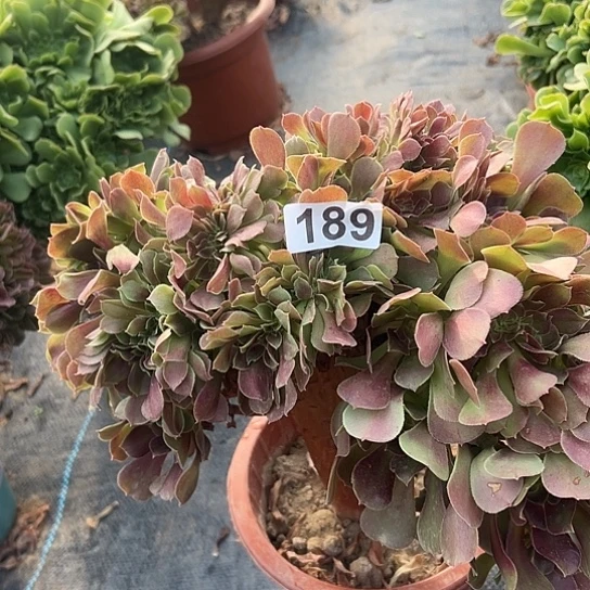 用***6多肉植物一个玫瑰微瑕189