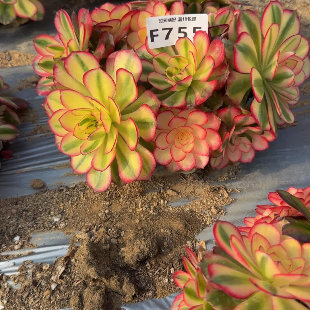 苏***娣755荔枝。多肉植物