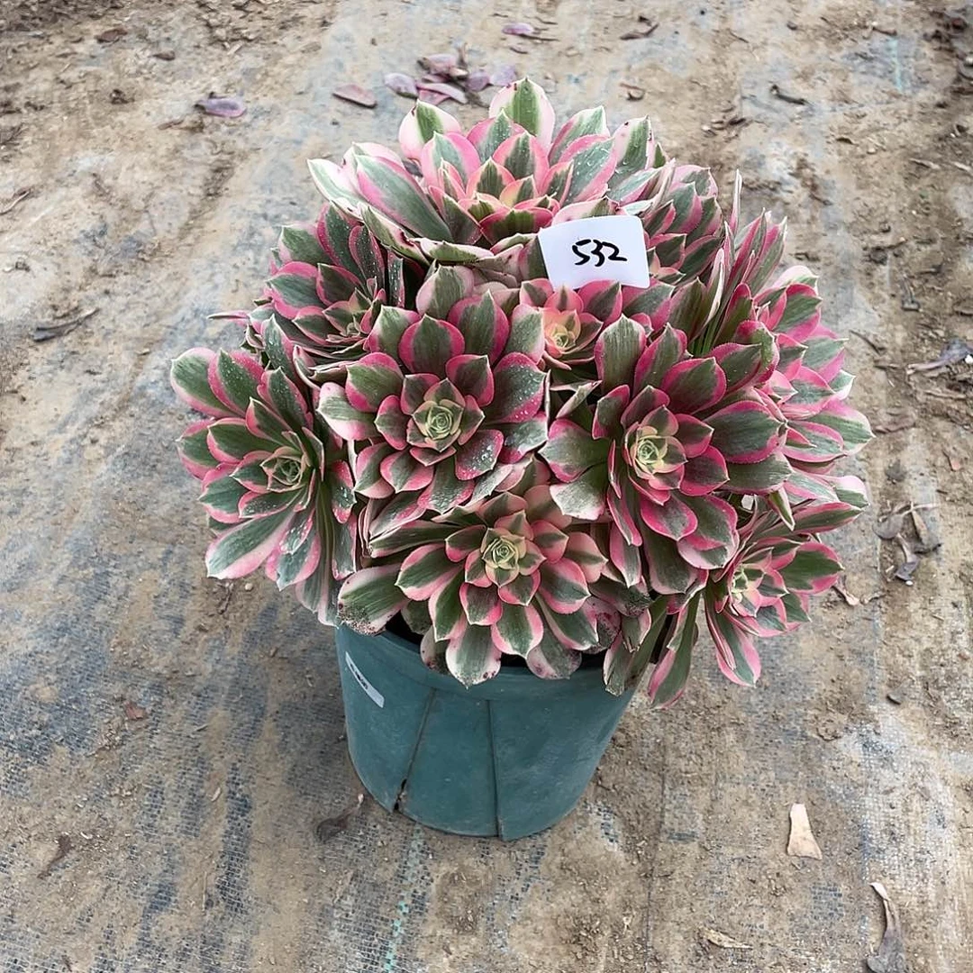 532法师植物粉女郎