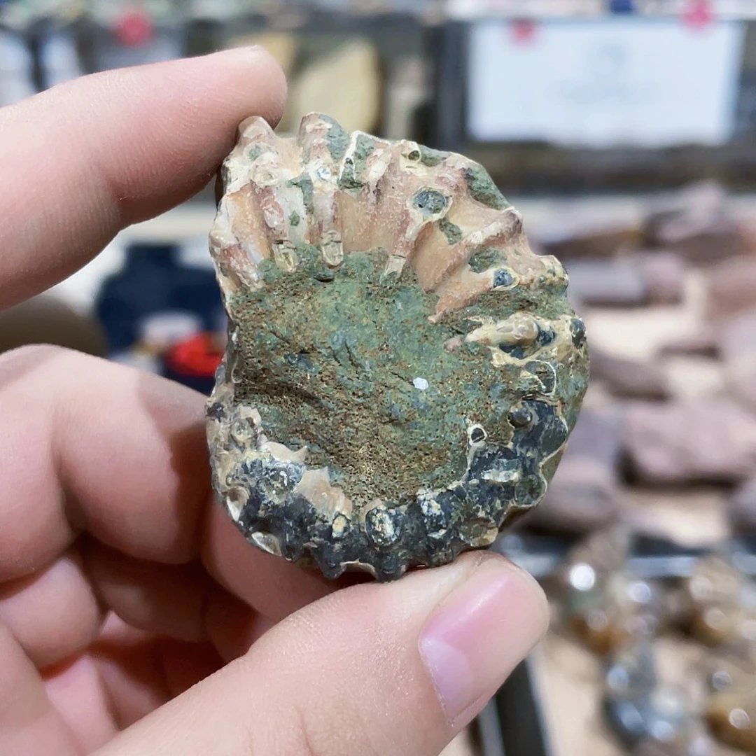 白垩纪马达加斯加原皮豆味蕾