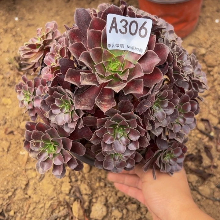 花那多肉植物306.小微瑕