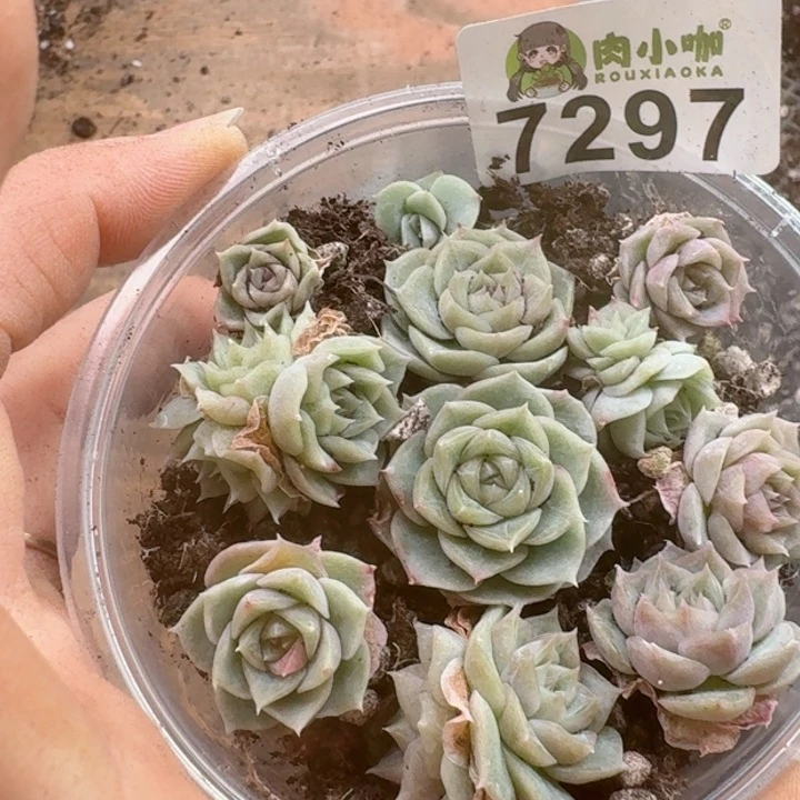 多肉植物多肉植物