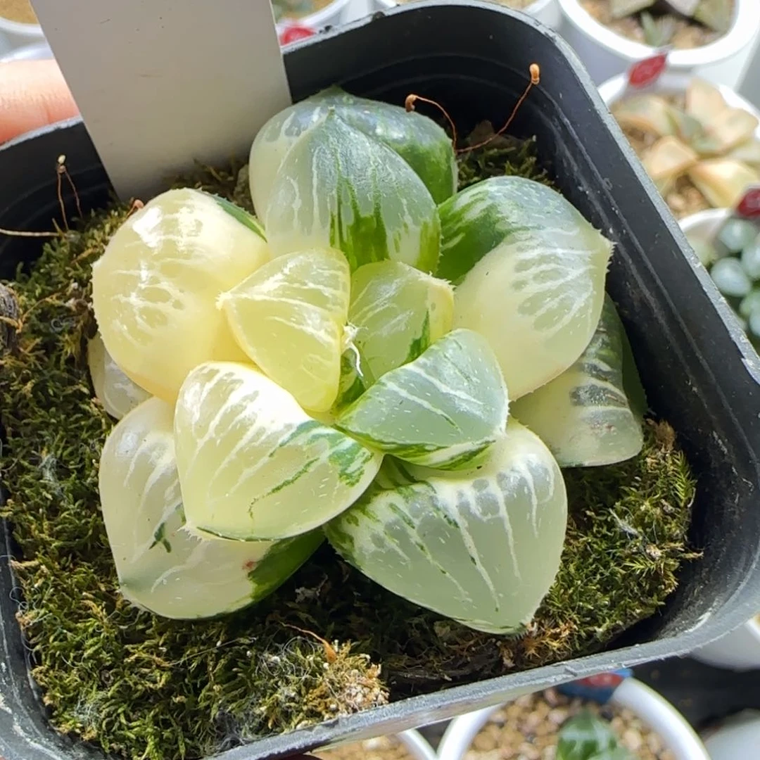 155号日月潭实生锦一物一拍带盆土