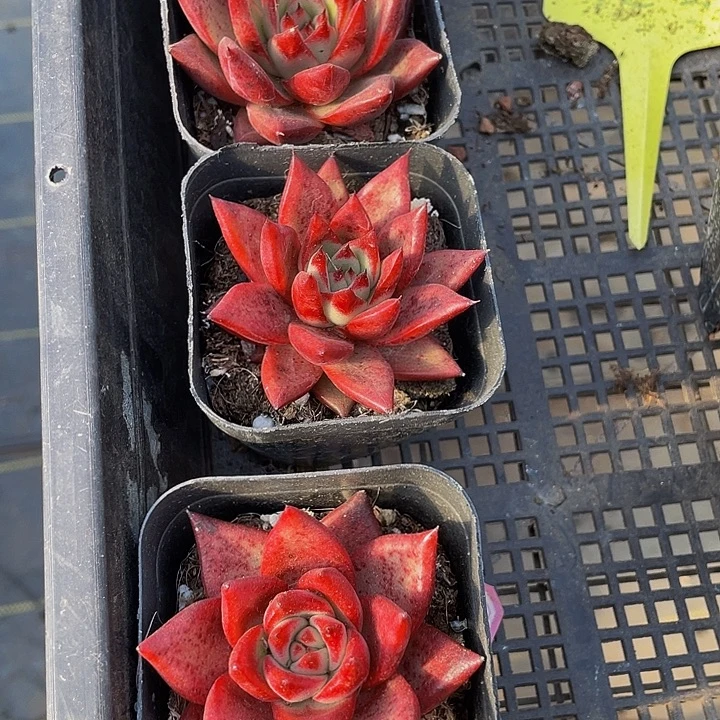 大罗宾带盆土发货