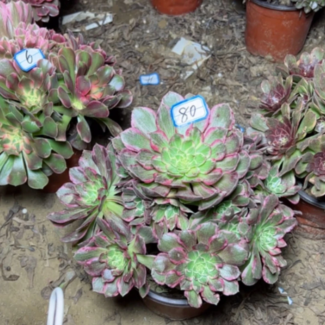 【闪购商品】无*万彩灯80