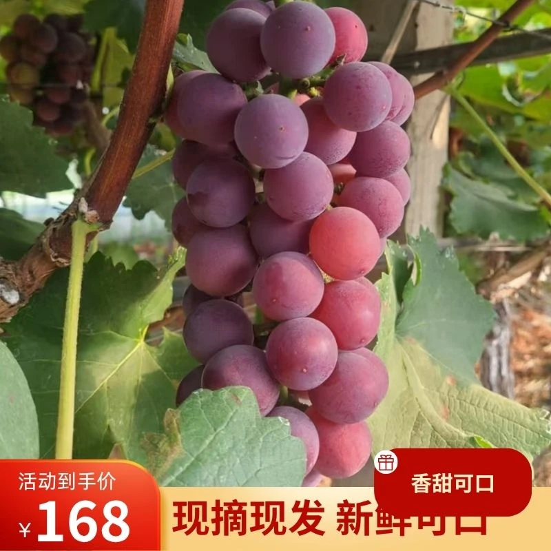 【顺丰冷链】马陆农场新鲜现摘玫瑰香当季葡萄鲜甜多汁美味水果6斤