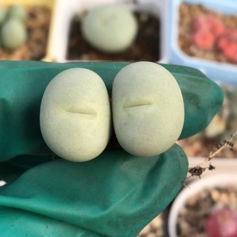 多肉肉锥 Sh433Ｖ嘴