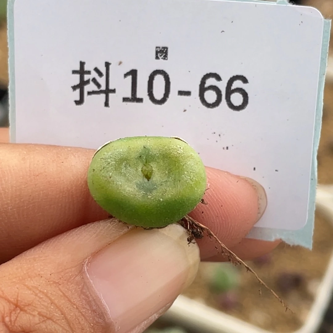 10-66水晶鞋多肉植物