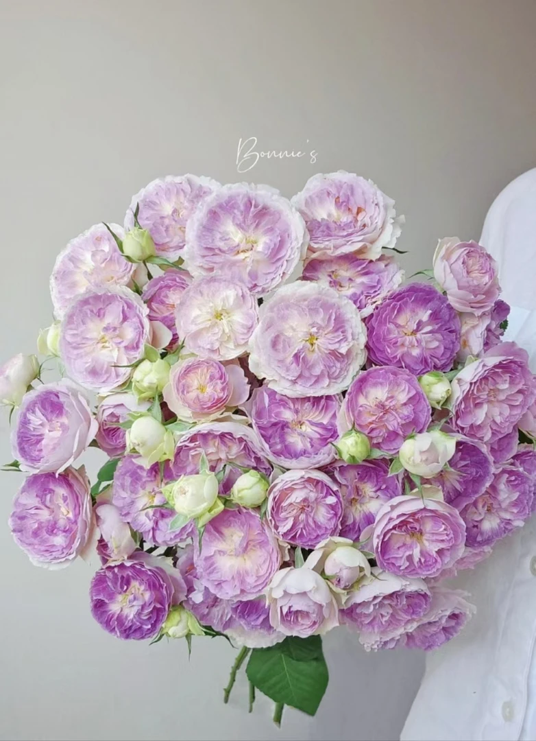 【牛牛鲜花】AA级蓝月石多头玫瑰 云南基地现采现发 一单顺丰冷链